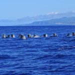 Observación de cetáceos en las Azores