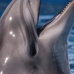Vergüenza para el tercer mayor zoo de delfines de Francia