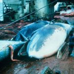 Excellent article on the International Whaling Commission 2010 (April 2010)