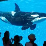 Lista de orcas cautivas en todo el mundo (mayo de 2010)