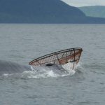 Baleine Capitaine Crochet (juin 2013)
