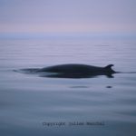 The Minke Whale in Canada