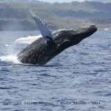 Acoustic sound of a humpback whale