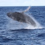 Un récord: ¡7 meses en el agua con las ballenas en 2011! (octubre de 2011)
