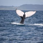 Photo-Identifications de 9 caudales de baleine à bosses, Samaná 2011