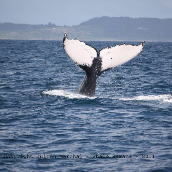 Sounds of humpback whales