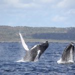 Adult humpback whale jumps, Samaná 2011