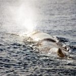 Sperm Whales of the Mediterranean Sea 2000