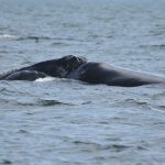 2016 season: photos of the right whale and the humpback whale (Canada)