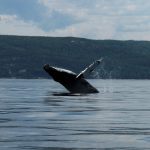 Humpback whale and fin whale surface feeding around my boat (July 2012)