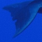 10 premiers dauphins photos - identifiés (partie 1)