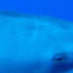 Las otras 9 fotos de delfines - identificados (parte 2)
