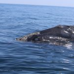 Mission baleine noire (août 2020)