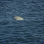 Ballenas azules y belugas en Canadá