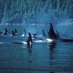Orcalab: ¡Vieron a las orcas!