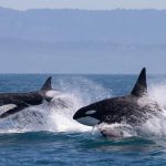 Muy buen reportaje sobre orcas en el Estrecho de Gibraltar (abril de 2009)
