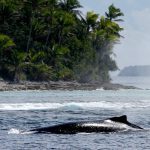 Première semaine avec les baleines à bosses de la République Dominicaine