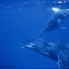 baleine-a-bosse-famille-legay-mauritius.7.2020